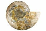 Cut & Polished Ammonite Fossil (Half) - Madagascar #323426-1